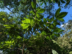 Machilus japonica