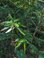 Machilus japonica