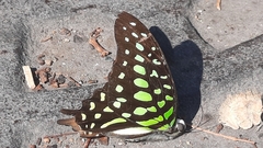 Graphium agamemnon agamemnon