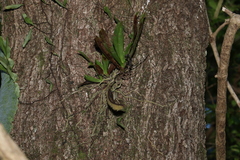 Sarcochilus falcatus