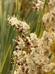 Aciphylla aurea