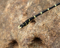 Hemigomphus heteroclytus