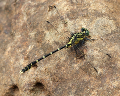 Hemigomphus heteroclytus