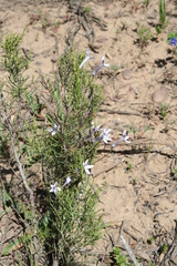 Cyphia longipedicellata