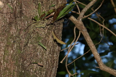 Sarcochilus falcatus
