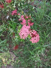 Ixora