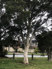 Melaleuca styphelioides