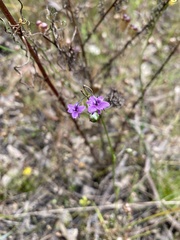 Arthropodium