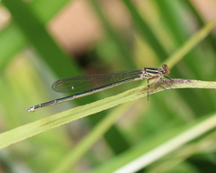 Pseudagrion ignifer