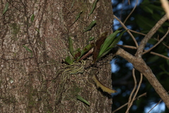 Sarcochilus falcatus