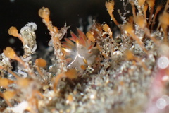 Entoprocta