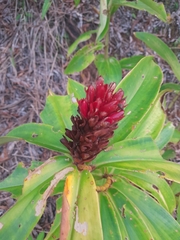 Costus pulverulentus