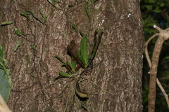 Sarcochilus falcatus