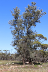 Casuarina pauper