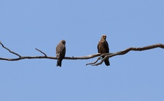 Milvus migrans