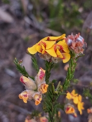 Dillwynia brunioides