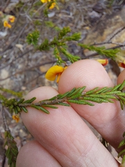 Dillwynia brunioides