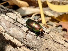 Lamprima aurata