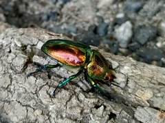 Lamprima aurata