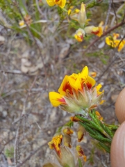 Dillwynia brunioides