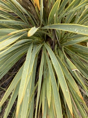 Aciphylla aurea
