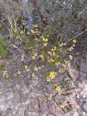 Dillwynia brunioides