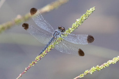 Diplacodes nebulosa