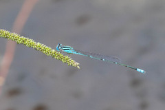 Pseudagrion australasiae