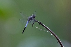 Brachydiplax farinosa