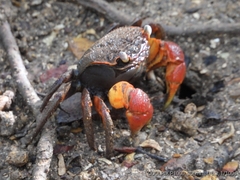 Neosarmatium australiense