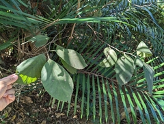 Ehretia dicksonii