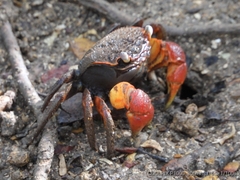 Neosarmatium australiense