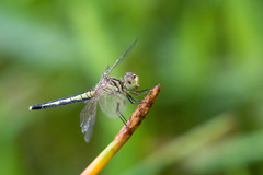 Diplacodes nebulosa