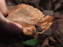 Phylloxera caryaevenae