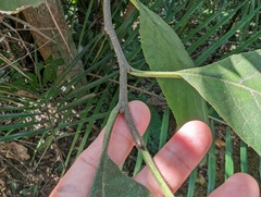 Ehretia dicksonii