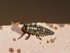 Cleobora mellyi