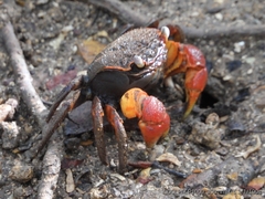 Neosarmatium australiense