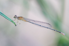 Pseudagrion australasiae