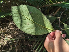 Ehretia dicksonii