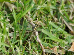 Austrogomphus ochraceus