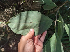 Ehretia dicksonii