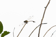 Ictinogomphus decoratus