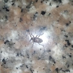 Lagocheirus araneiformis