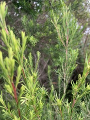 Coleonema pulchellum