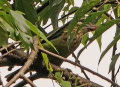 Psilopogon viridis