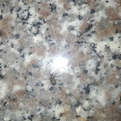 Lagocheirus araneiformis