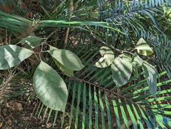 Ehretia dicksonii