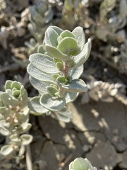 Atriplex leucophylla
