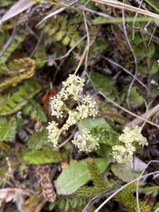 Anisotome flexuosa