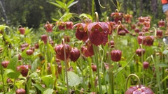 Sarracenia jonesii